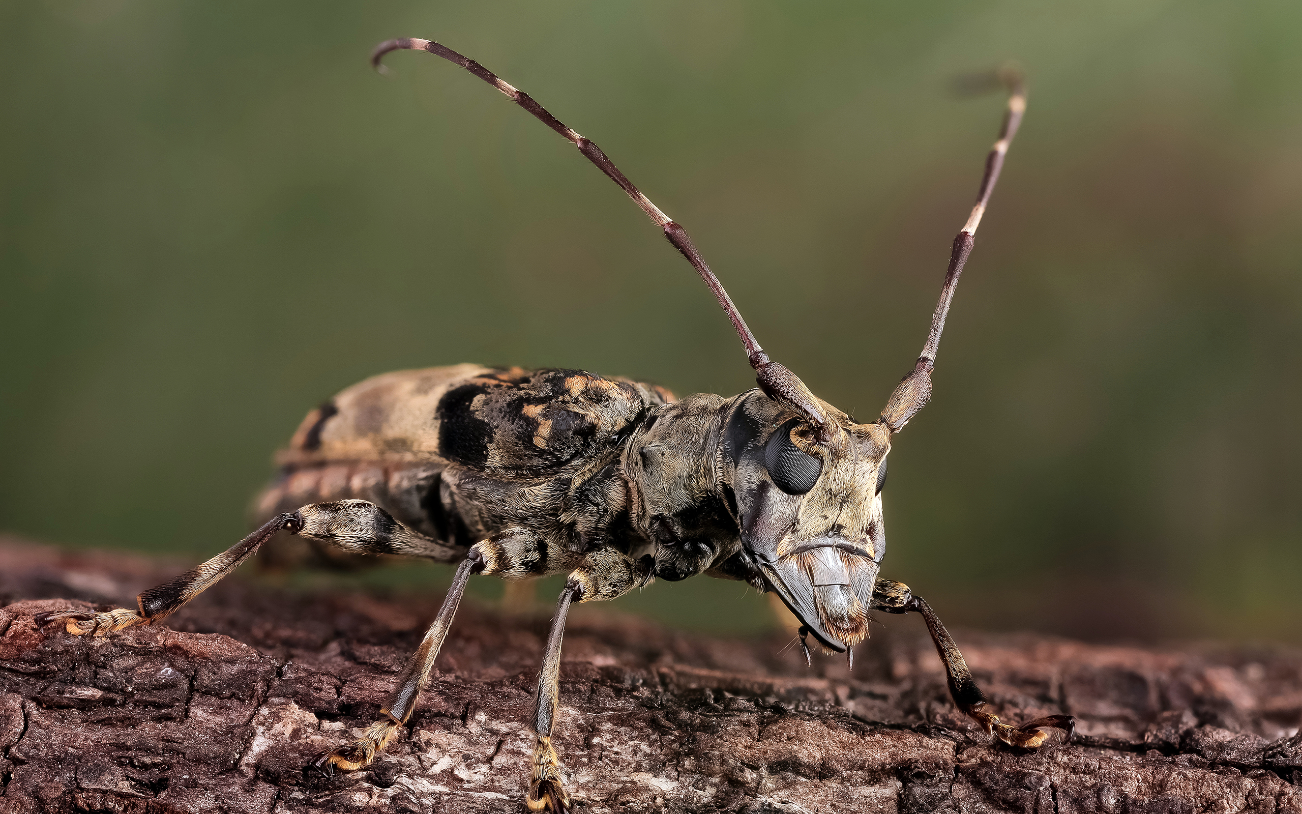 Download Animal Insect HD Wallpaper