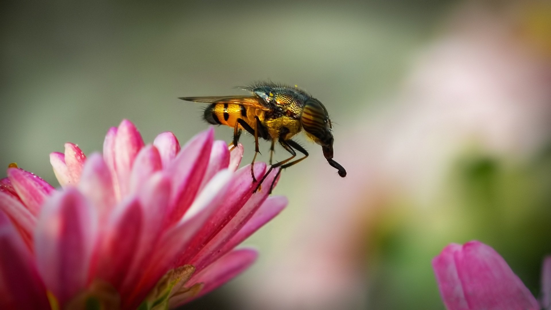 Download Fly Animal Horse-fly HD Wallpaper