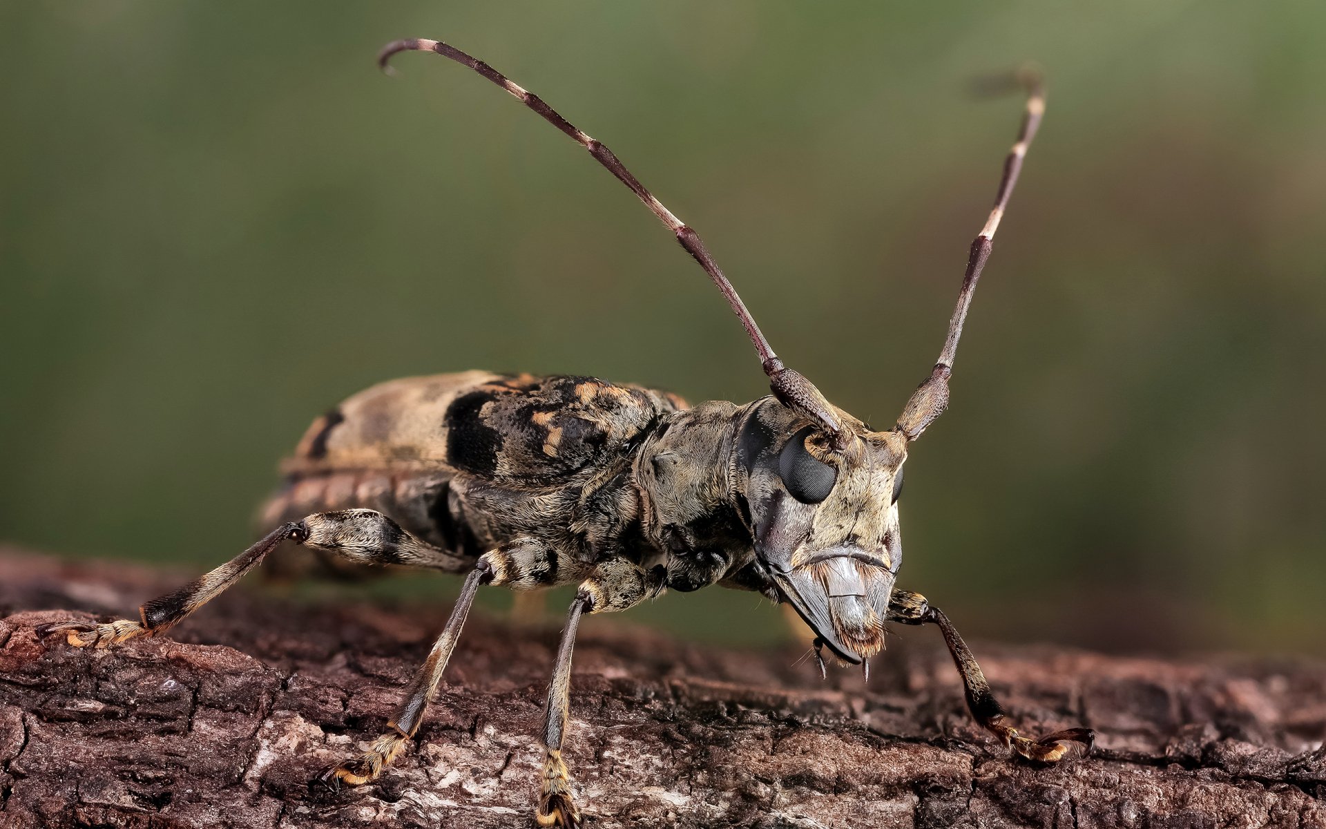 Download Animal Insect HD Wallpaper