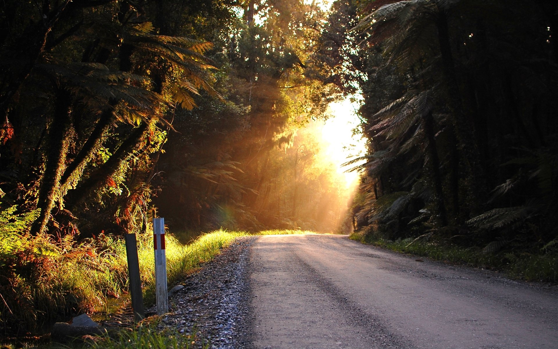HD desktop wallpaper of a man-made road winding through a sunlit forest with golden light filtering through the trees.