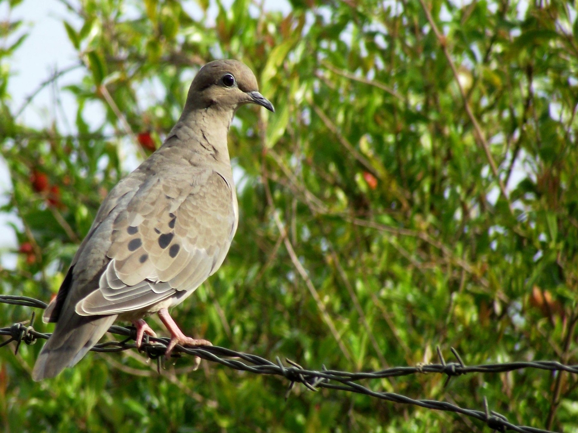 Download Bird Animal Dove HD Wallpaper