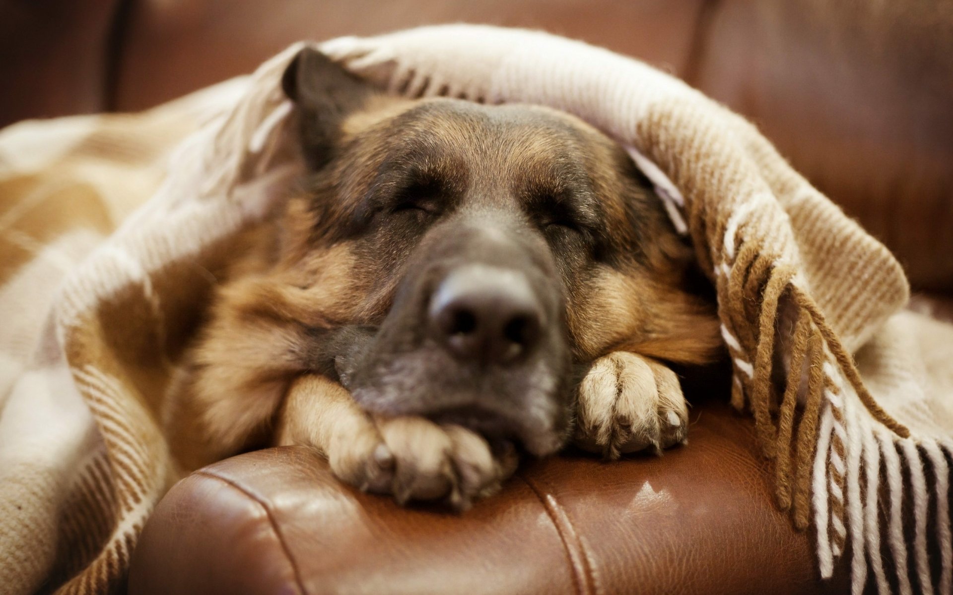 HD PC desktop wallpaper of a German Shepherd dog resting comfortably under a cozy blanket on a leather couch.