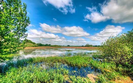 nature swamp HD Desktop Wallpaper | Background Image