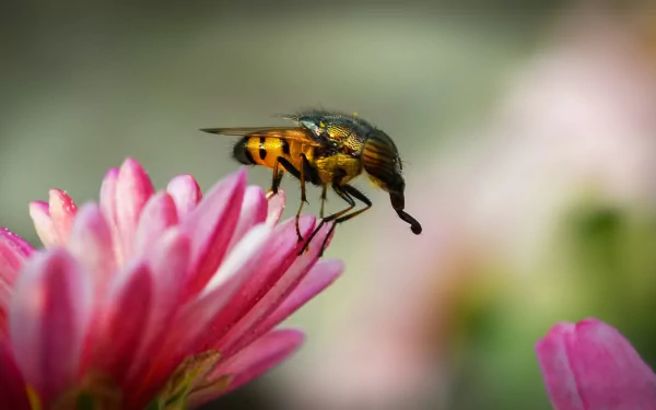fly Animal Horse-fly HD Desktop Wallpaper | Background Image