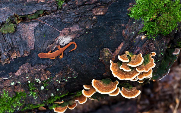 Animal newt HD Desktop Wallpaper | Background Image