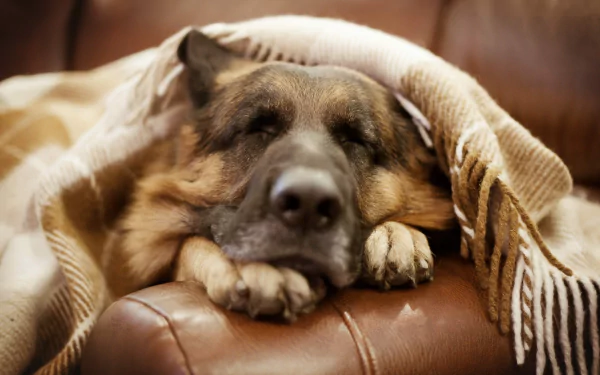 HD PC desktop wallpaper of a German Shepherd dog resting comfortably under a cozy blanket on a leather couch.