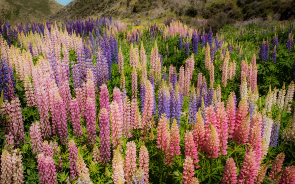 HD PC desktop wallpaper featuring a vibrant field of blooming lupine flowers set against a mountainous natural backdrop.