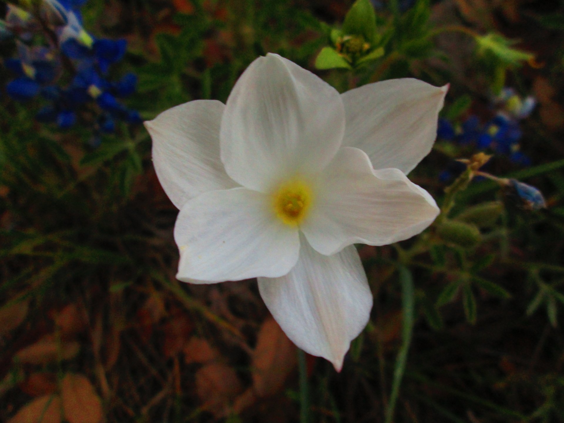 white flower by Zachary