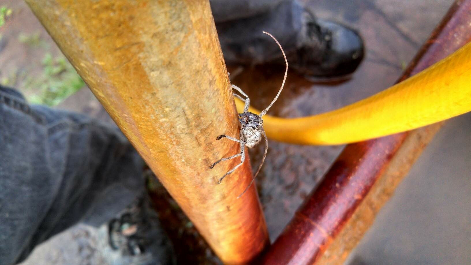 Download Animal Insect Wallpaper