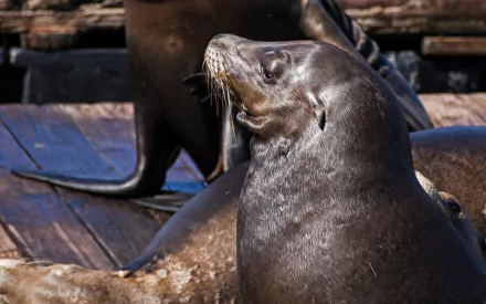 Animal sea lion HD Desktop Wallpaper | Background Image