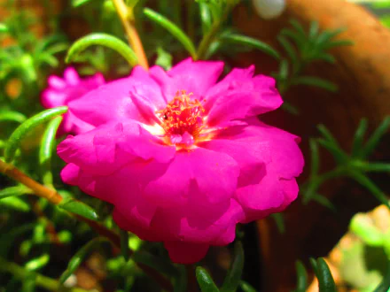  Moss Rose