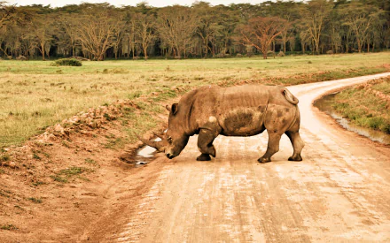 HD PC desktop wallpaper featuring a lone rhino drinking water beside a dirt road in a savanna landscape with trees in the background.