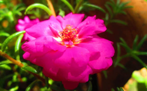  Moss Rose