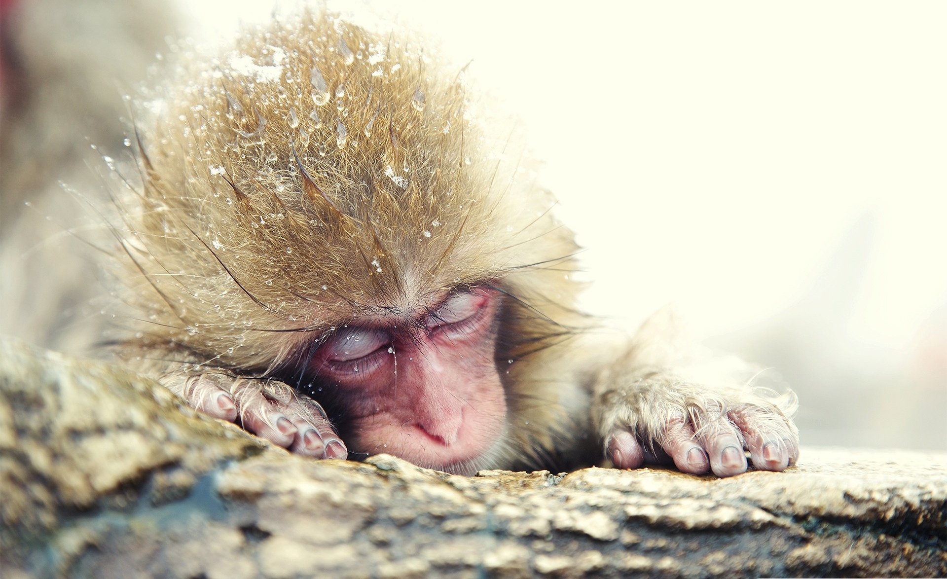 Download Monkey Animal Japanese Macaque Snow Monkey HD Wallpaper