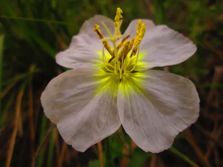  Buttercup