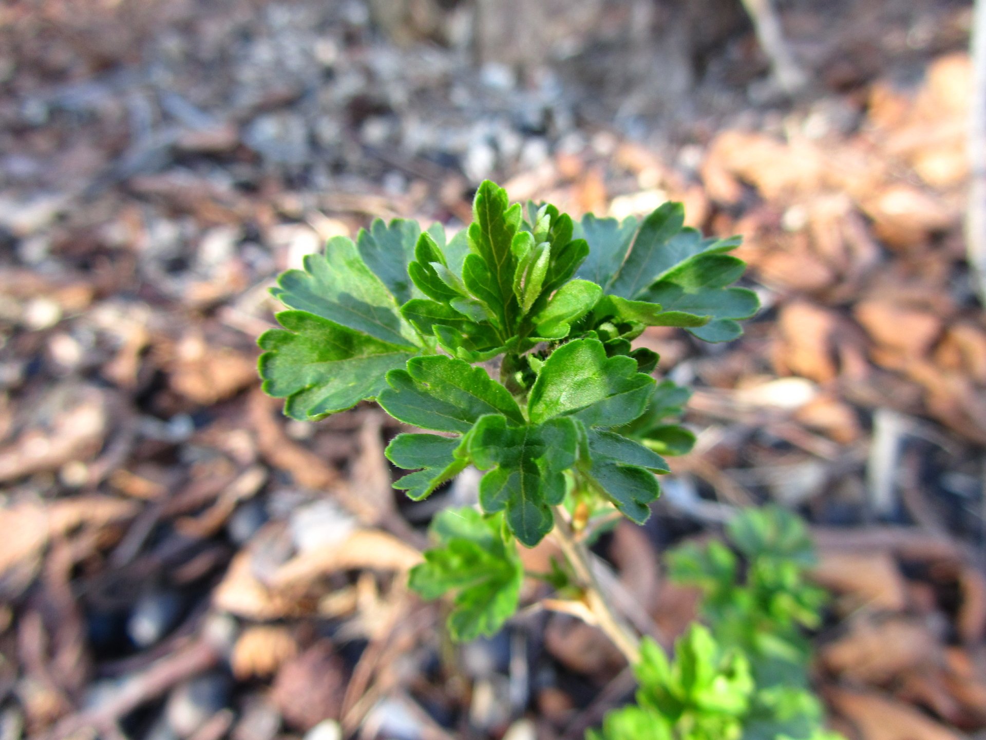 Download Nature Branch 4k Ultra HD Wallpaper by Vergilius