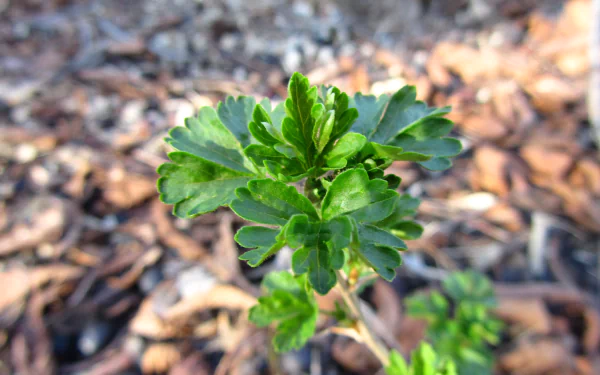 nature branch HD Desktop Wallpaper | Background Image