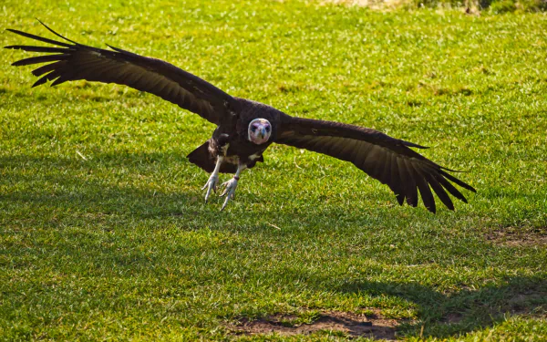 HD desktop wallpaper of a vulture in mid-flight with wings spread wide over a green grassy field.