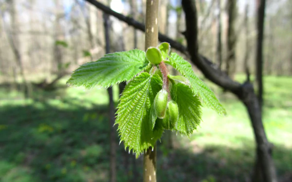 nature branch HD Desktop Wallpaper | Background Image