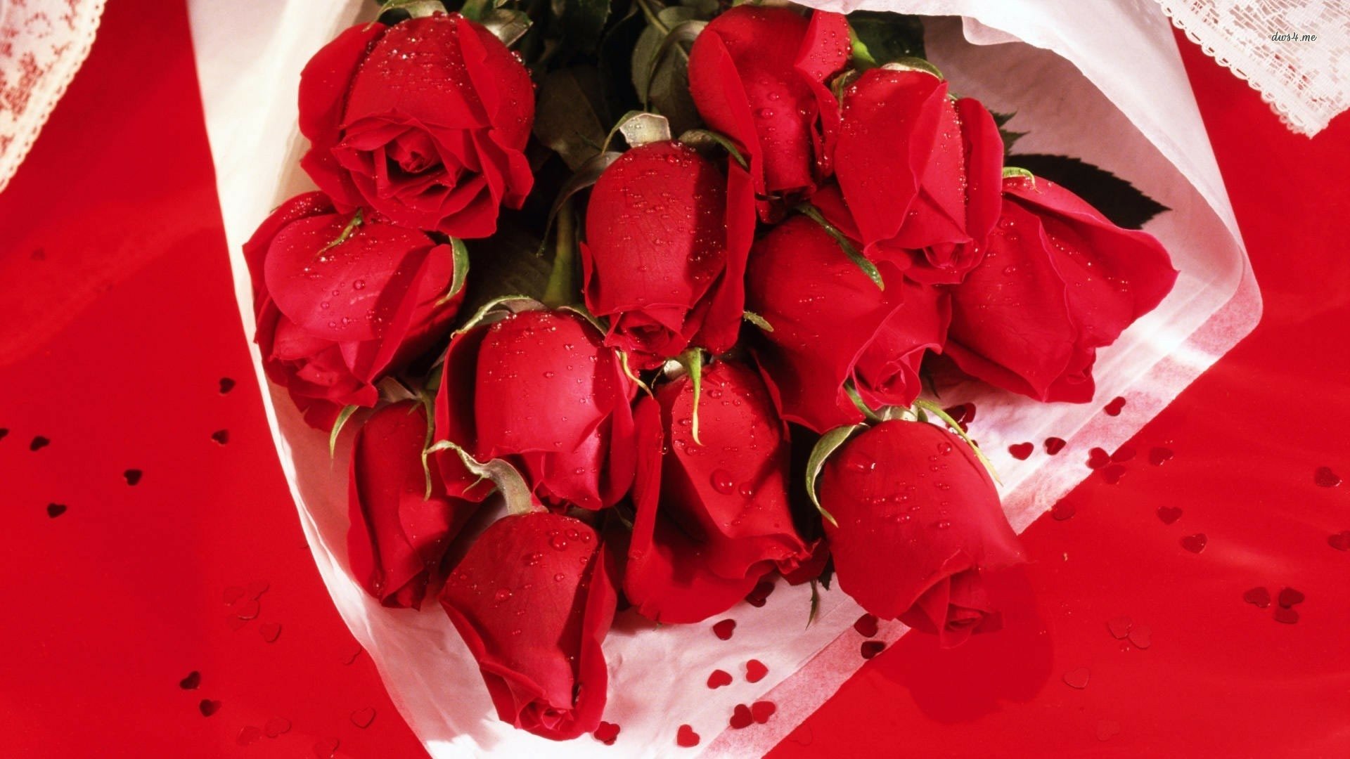 Download Flower Nature Rose HD Wallpaper