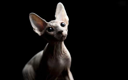 HD desktop wallpaper featuring a close-up of a sphynx cat against a black background, highlighting the hairless texture and large ears of the unique animal.