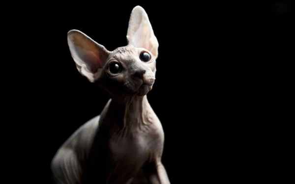 HD desktop wallpaper featuring a close-up of a sphynx cat against a black background, highlighting the hairless texture and large ears of the unique animal.
