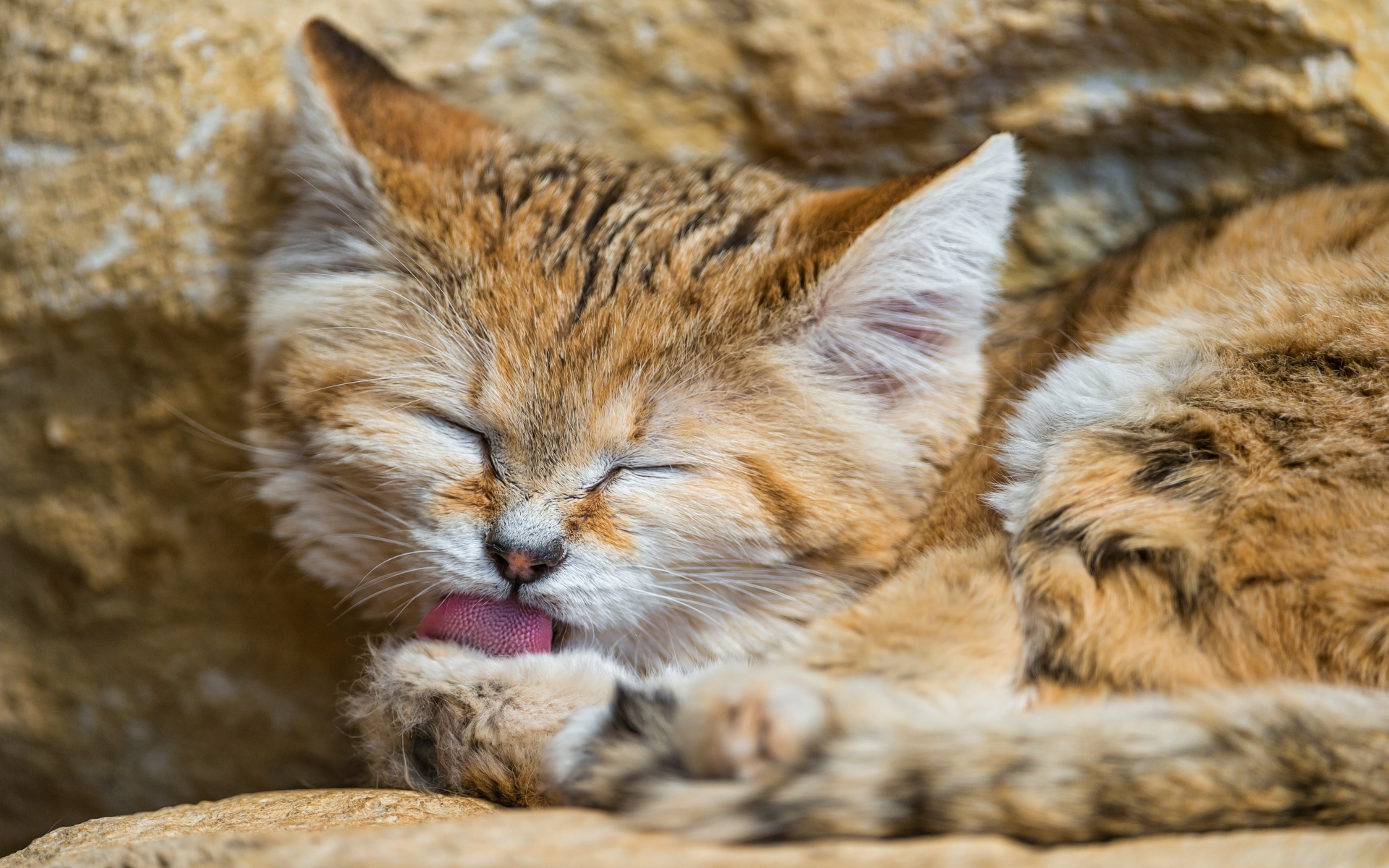 Барханная кошка