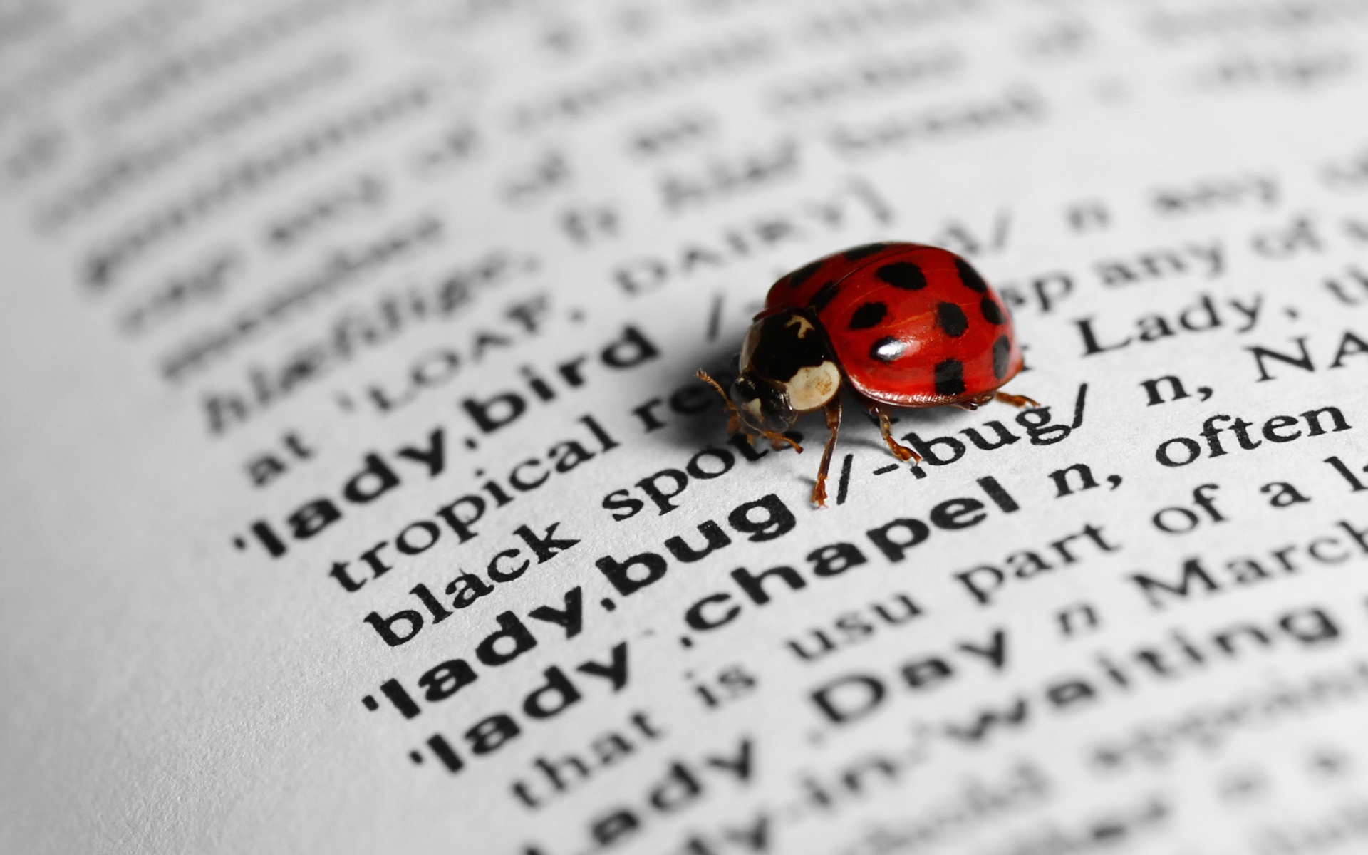 Ladybug HD Wallpaper