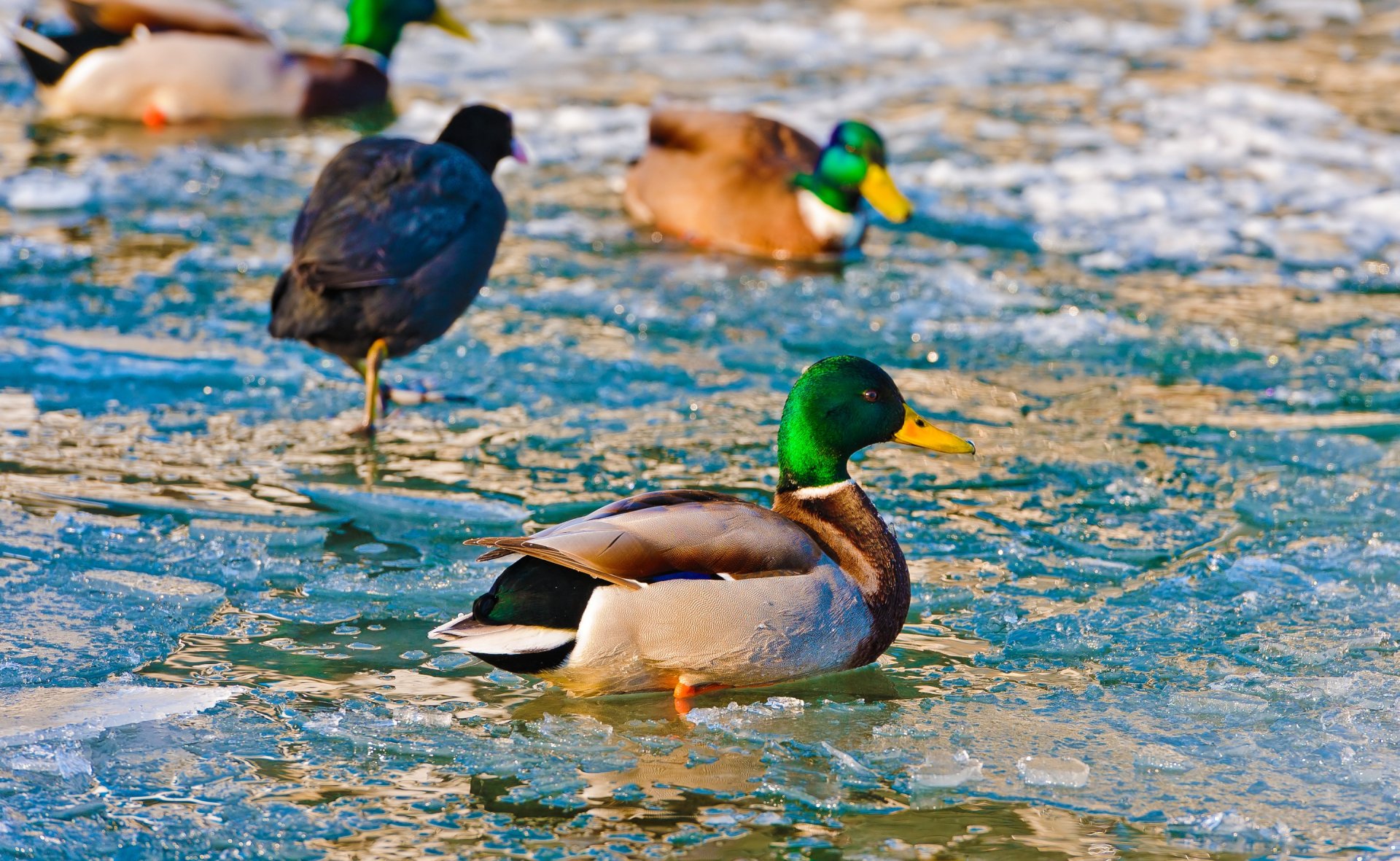 HD desktop wallpaper featuring mallard ducks standing on partially frozen water, showcasing vibrant bird and animal details in a natural icy environment.