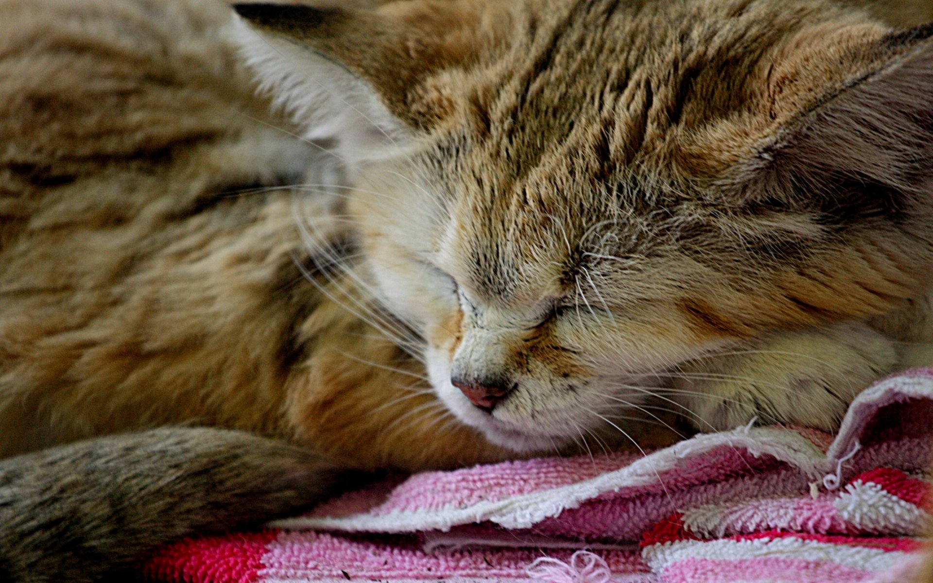 Download Animal Sand Cat HD Wallpaper