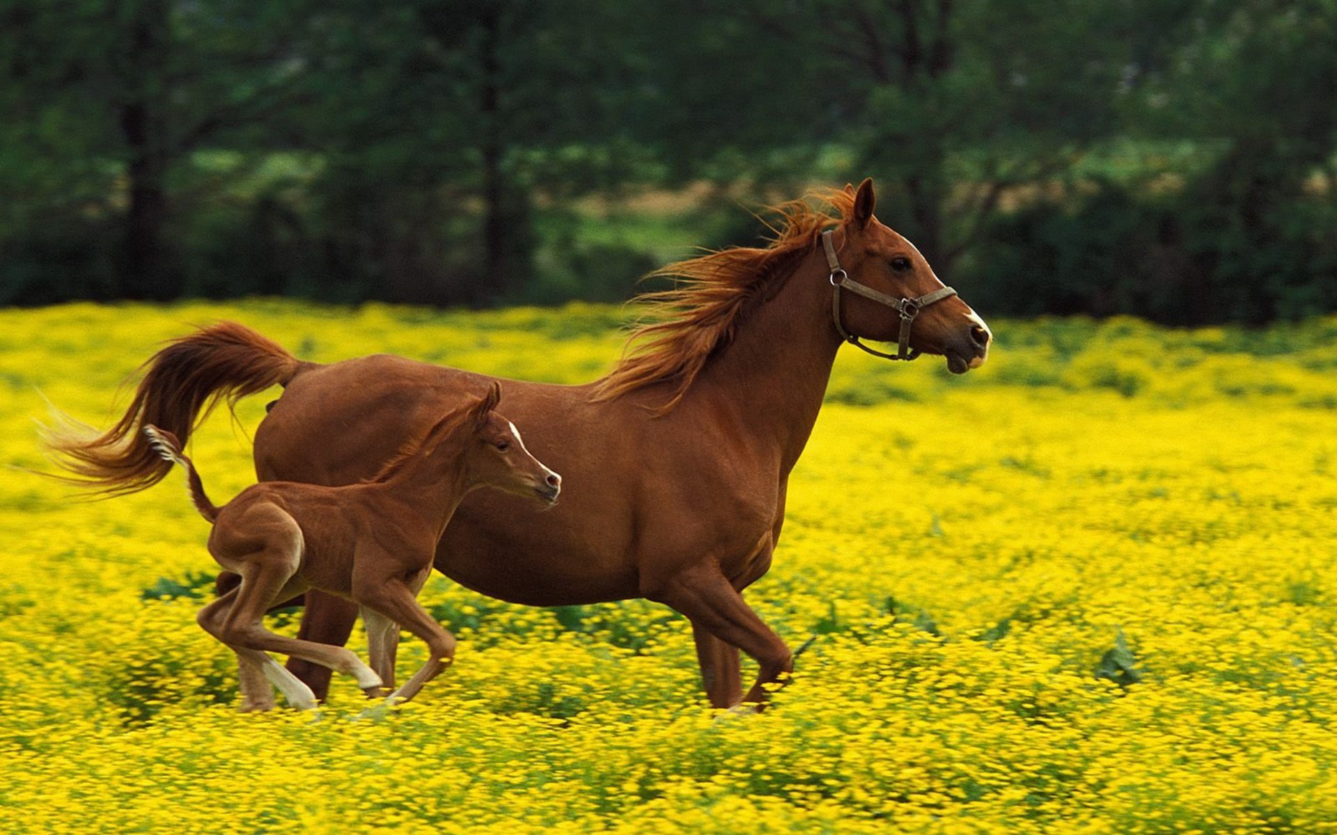 A mother horse and her foal galloping through a vibrant field of yellow flowers, captured in high definition for a stunning desktop wallpaper background.