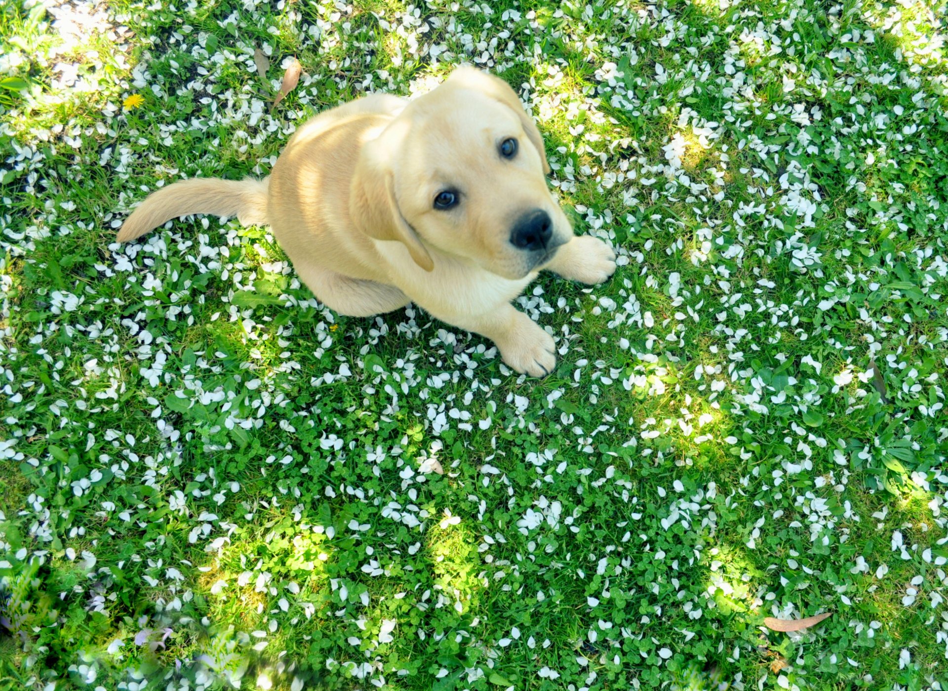 HD desktop wallpaper of a Labrador Retriever puppy sitting on green grass scattered with small white flowers.