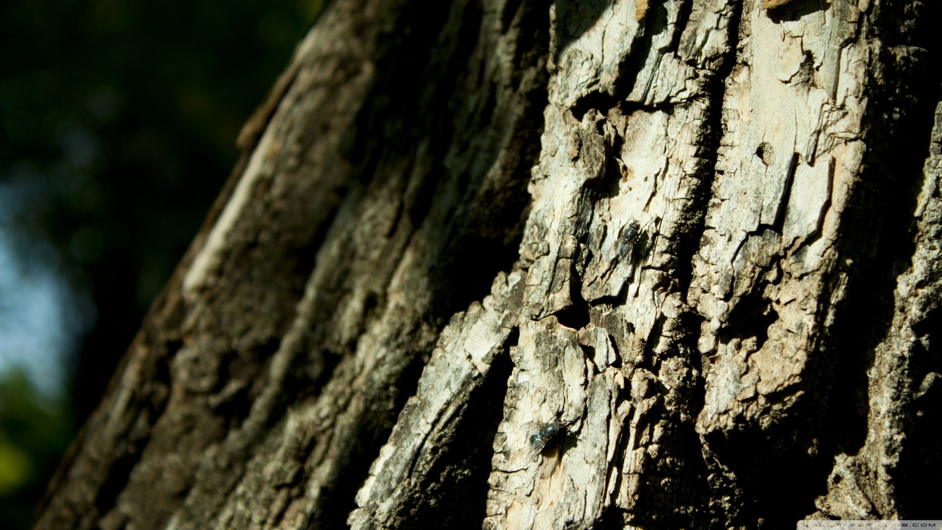 Download Animal Fly HD Wallpaper