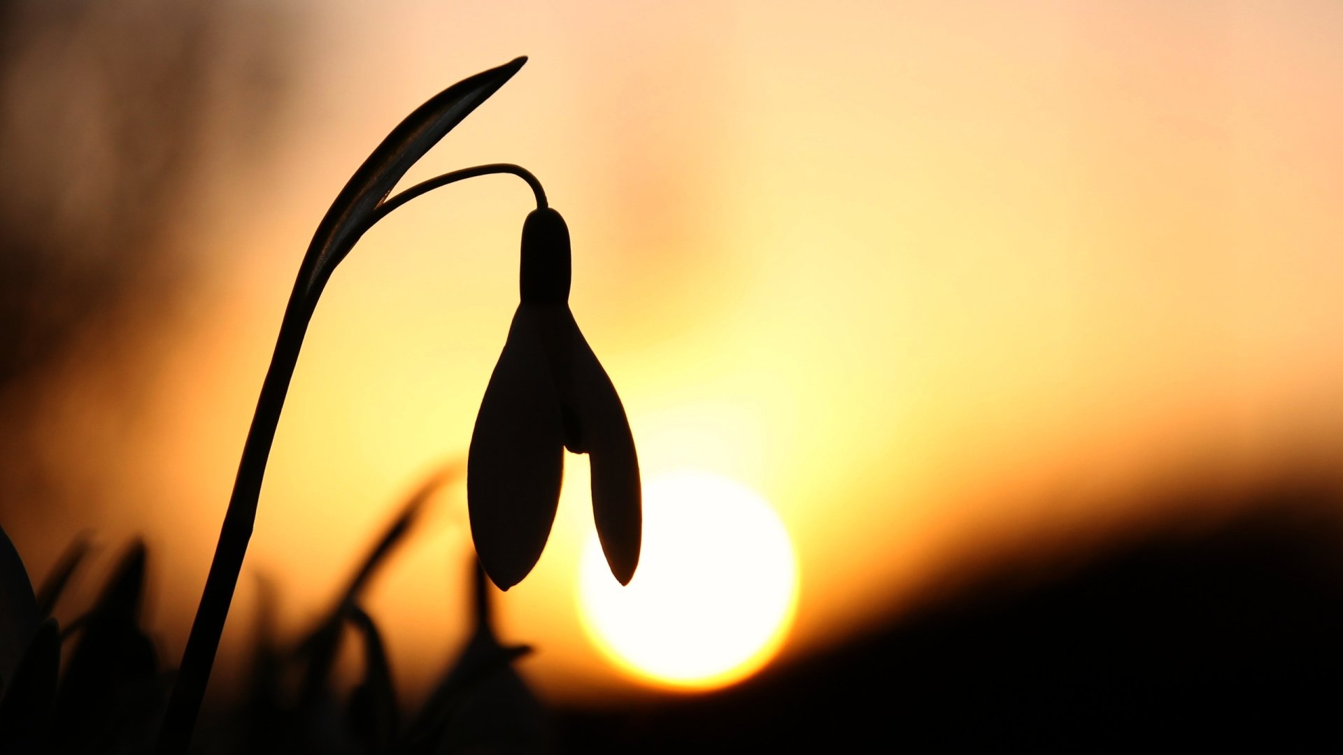 Silhouette of a snowdrop flower against a warm golden sunset — nature scene, 2K Quad HD PC desktop wallpaper and background.