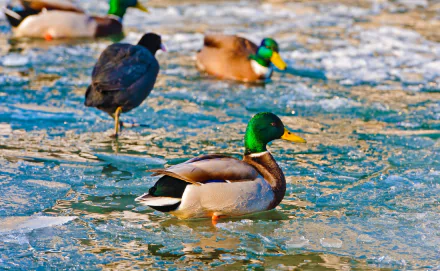 bird Animal mallard HD Desktop Wallpaper | Background Image