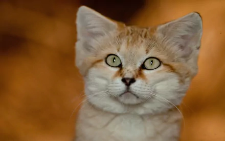 Animal sand cat HD Desktop Wallpaper | Background Image