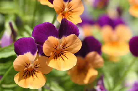 2K Quad HD PC desktop wallpaper: close-up nature shot of purple and orange pansy flowers with a soft-focus green background.
