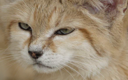  Sand Cat Concentrating