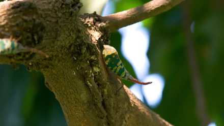 Animal lantern fly HD Desktop Wallpaper | Background Image