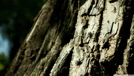 Animal fly HD Desktop Wallpaper | Background Image