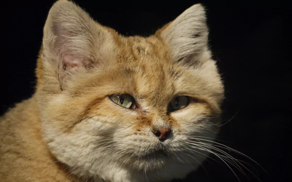 Animal sand cat HD Desktop Wallpaper | Background Image