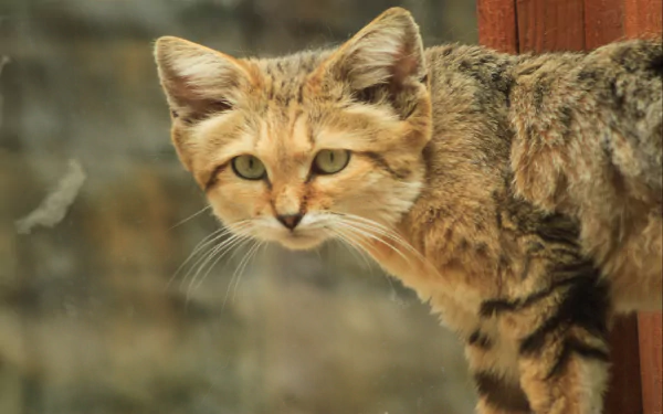 Animal sand cat HD Desktop Wallpaper | Background Image