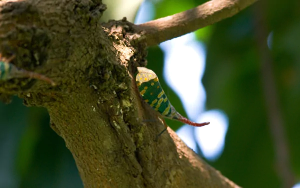 Animal lantern fly HD Desktop Wallpaper | Background Image