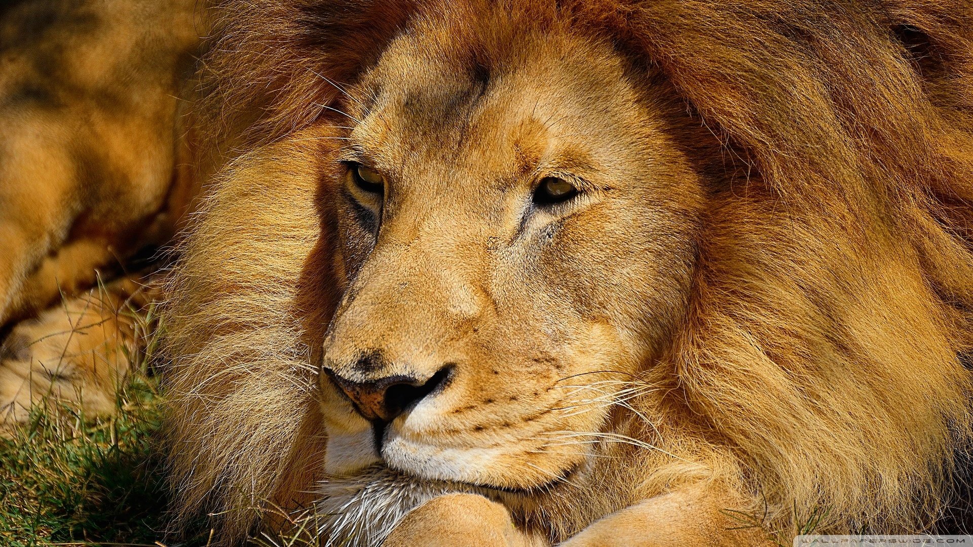 Download Animal Lion HD Wallpaper