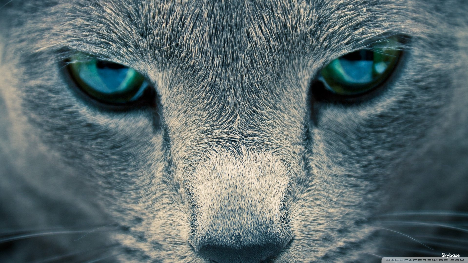 Mesmerizing Cat Gaze HD Wallpaper | 1920x1080 | Wallpaper Abyss