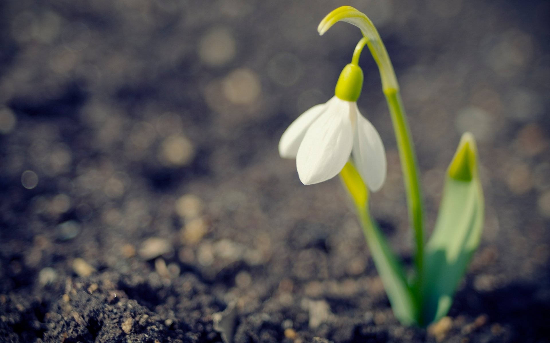 Download Nature Snowdrop HD Wallpaper