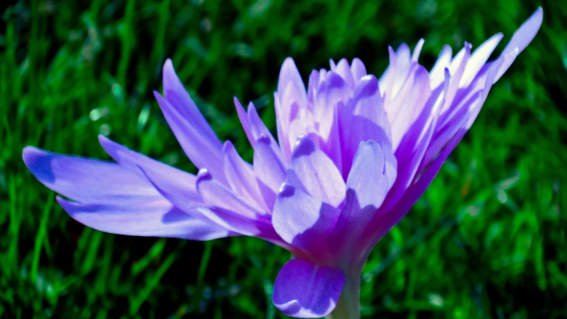 Download Nature Crocus HD Wallpaper