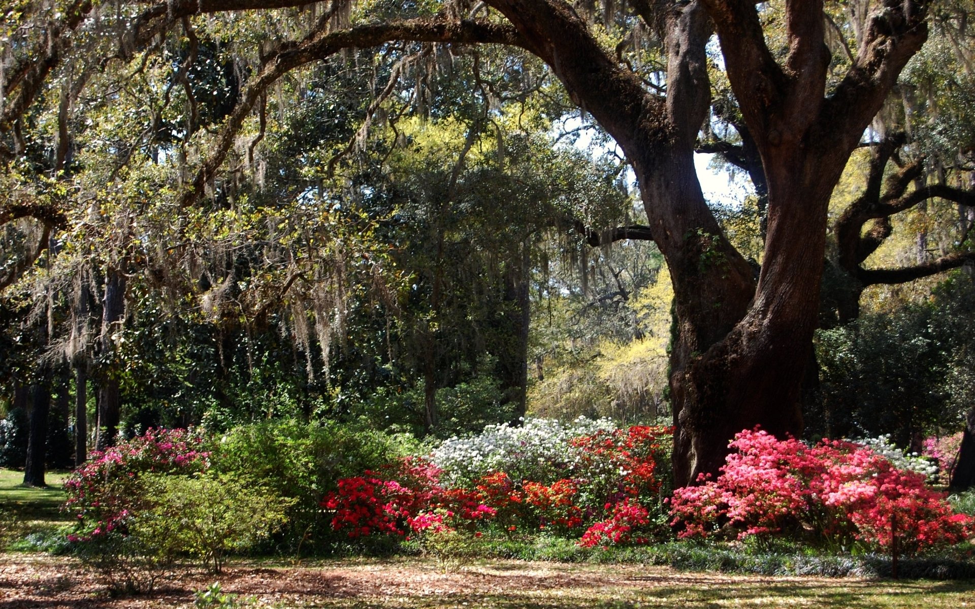 Download Nature Azalea HD Wallpaper