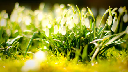 nature snowdrop HD Desktop Wallpaper | Background Image