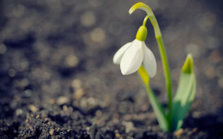 nature snowdrop HD Desktop Wallpaper | Background Image